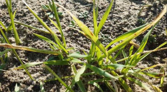 Озимий ячмінь