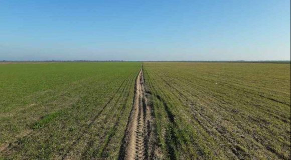 Озимий ячмінь