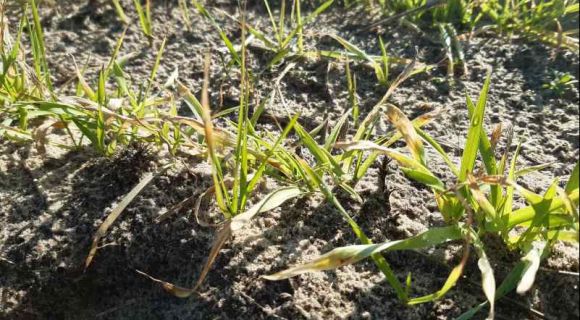 Озимий ячмінь