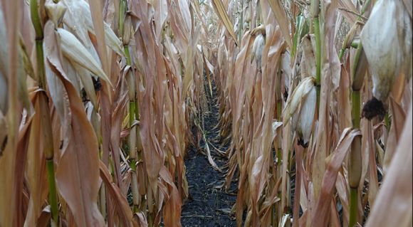 Міжряддя в посівах кукурудзи