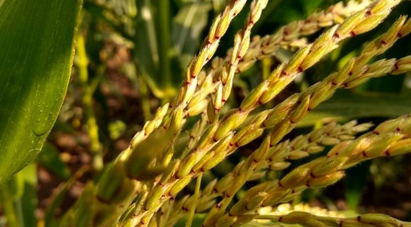Вирощування кукурудзи за методикою часів Великої депресії