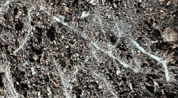 Коріння пшениці з контрольної ділянки