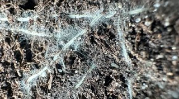 Коріння пшениці, обробленої Коверон Стім