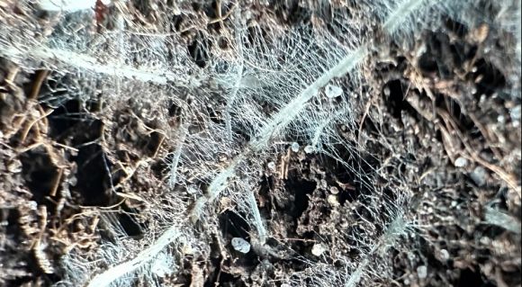 Коріння пшениці, обробленої Коверон Стім (збільшене фото)