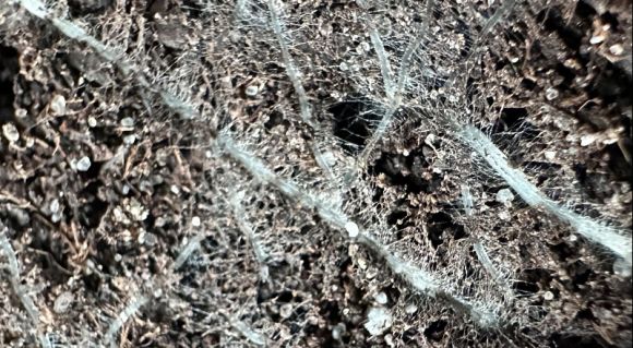 Коріння пшениці з контрольної ділянки (збільшене фото)