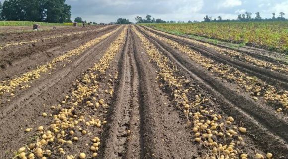 Картопля сорту Прада в МХП-Агро-С