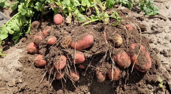 Картопля сорту Лабелла в МХП-Агро-С