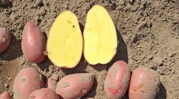 Картопля сорту Лабелла в МХП-Агро-С