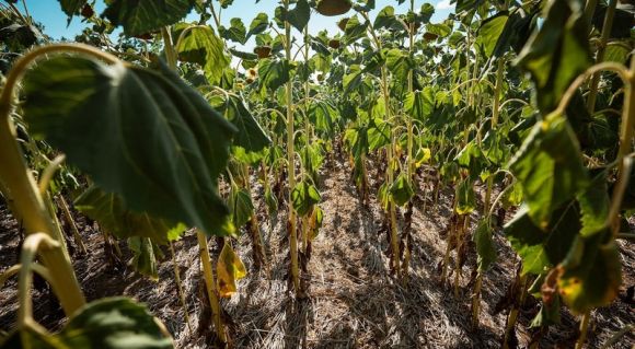 Соняшник у ВВІ-Агро, 2024 рік