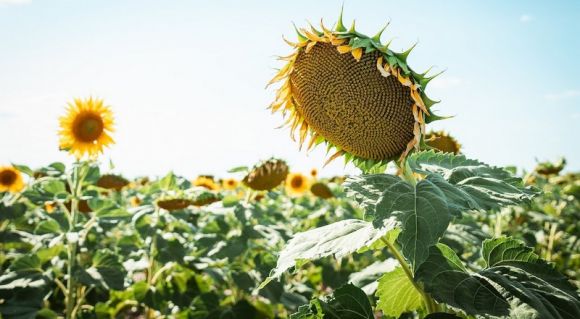 Соняшник у ВВІ-Агро, 2024 рік