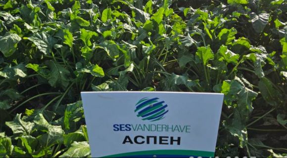 Гібрид цукрового буряку АСПЕН