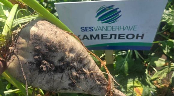 Гібрид цукрового буряку ХАМЕЛЕОН