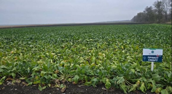 Гібрид цукрового буряку ПРІМОТ СМАРТ