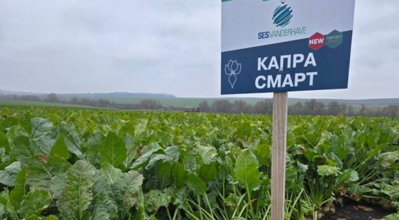 Гібрид цукрового буряку КАПРА СМАРТ