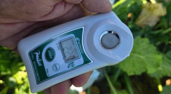 Цукристість гібридів цукрового буряку SESVANDERHAVE традиційно висока