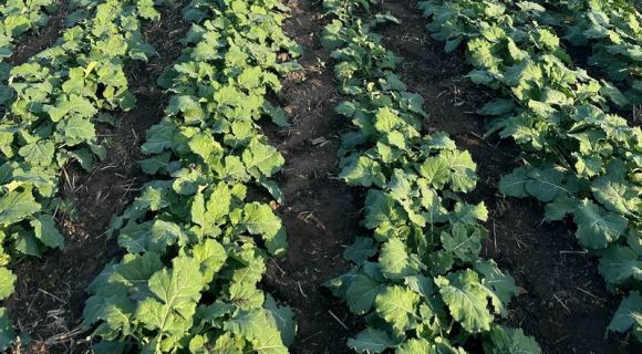 Осіння вегетація озимого ріпаку. Фото: Alex Feldman