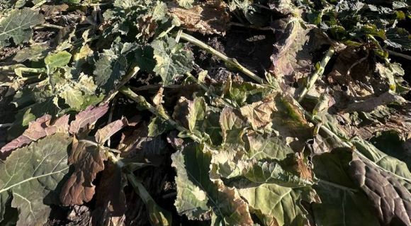 Відновлення вегетації озимого ріпаку. Фото: Alex Feldman