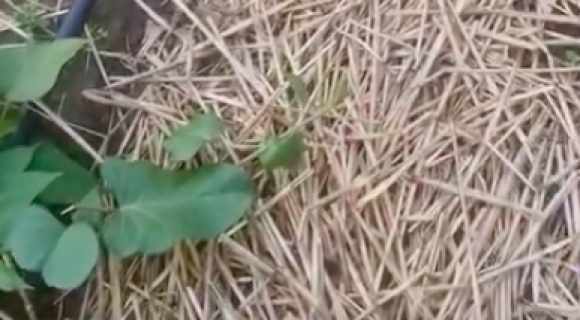 Солома в якості мульчі