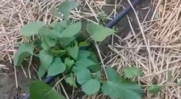 Солома в якості мульчі