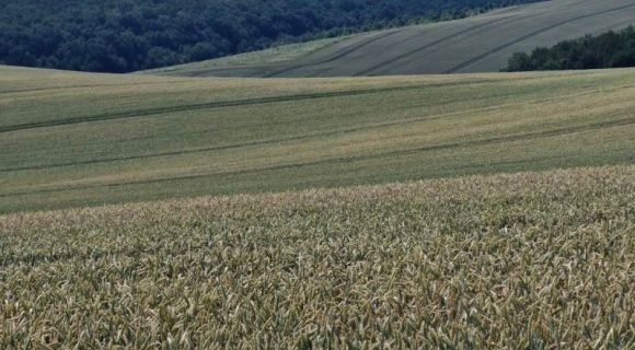 Пшениця в «Гудвеллі Україна»