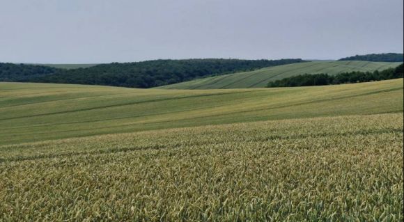Пшениця в «Гудвеллі Україна»