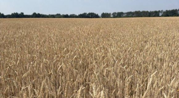 Пшениця у «Волинь-Зерно-Продукт», червень 2026