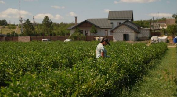 Збирання лохини (Фото: Суспільне Миколаїв/Богдана Будулуца)