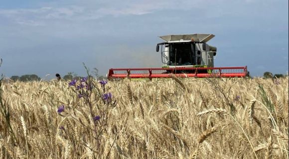 Збирання урожаю пшениці 2026 в ГК «УкрБіоЛенд»
