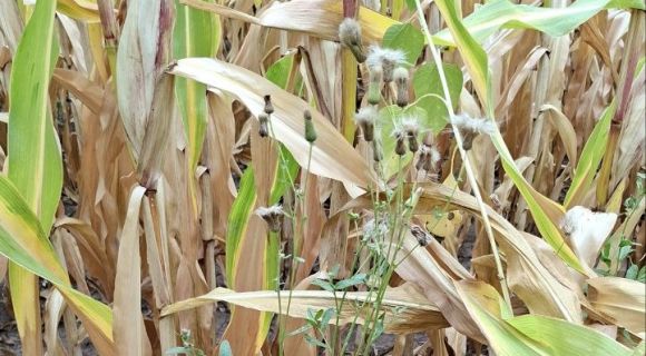 Осот в кукурудзі