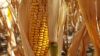 Зниження врожайності кукурудзи цьогоріч неминуче — агрономи