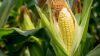 Інноваційна мікробіологічна обробка насіння забезпечує приріст врожайності кукурудзи на більш ніж 0,4 т/га
