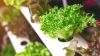 Житомирський агроекологічний університет поділився досвідом вирощування салатів в теплицях