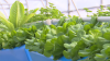 Господарство під Києвом вирощує салат та руколу методом аеропоніки, без ґрунту та проблем