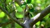 Держпродспоживслужба оголосила про початок боротьби з гусеницями яблуневої плодожерки