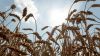 Понад 60% посівів ярої пшениці в США знаходяться в поганому стані, — звіт USDA