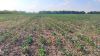 На Київщині посіви озимого ріпаку масово уражені шкідниками, — Держпродспоживслужба