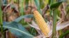 У НААН презентували високопродуктивні гібриди кукурудзи з урожайністю до 20 т/га