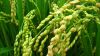 Японські науковці зможуть створити найстійкіший до посухи сорт рису