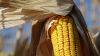 Вологість кукурудзи на Волині вдвічі вища від норми