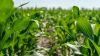 Гібриди кукурудзи української селекції більш стійкі до посухи