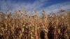 Середня врожайність кукурудзи на Черкащині у 2021 на 4,7 т/га вища, ніж минулого року