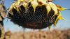 Підбито підсумки збирання врожаю соняшника в Україні
