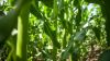 Експерт розповів, як впливає на молоду кукурудзу недостатня забезпеченість сульфуром