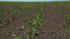 Аграрій поділився досвідом вирощування кукурудзи на кислих ґрунтах