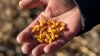 Експерти UKRAVIT назвали показники, на які варто дослідити насіння кукурудзи