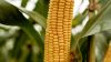 Цьогоріч збирали кукурудзу з вологістю 15%, тоді як у сусідів до 30% доходила — Олександр Покась