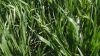 В UKRAVIT розповіли, як захистити зернові від дводольних бур’янів