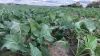 Посівам озимого ріпаку на Черкащині загрожує ріпаковий квіткоїд та інші шкідники