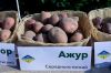На Чернігівщині насіннєву картоплю безоплатно розсилатимуть по Україні
