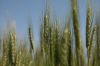 У створенні стійкої до стеблової іржі лінії пшениці використали ген від Aegilops sharonensis